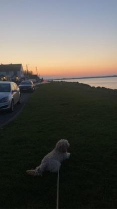 Bringing my neighbour’s dog, penny, down the malahide marina!