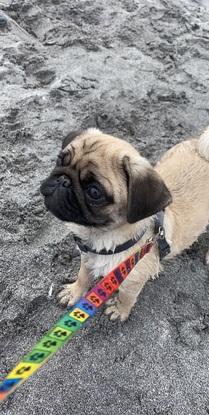 Percy on holidays, to the Aran islands!