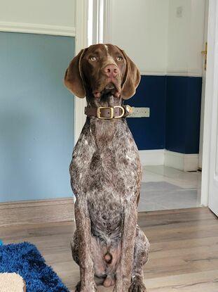 Beautiful pup