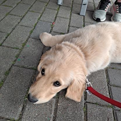 Tired pup after a walk in Marlay Pk