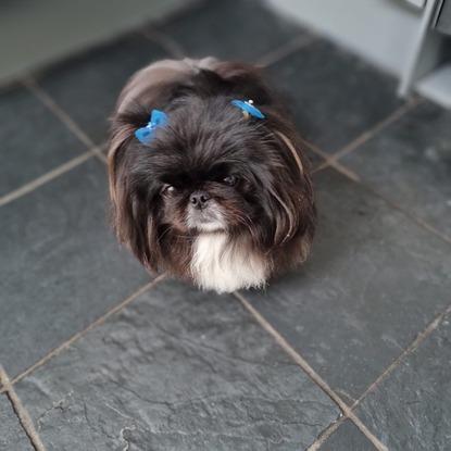 Luna with a new hairstyle this week
