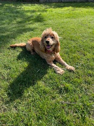 Out in local park with Bonnie
