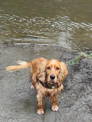 Swimming with Wilko