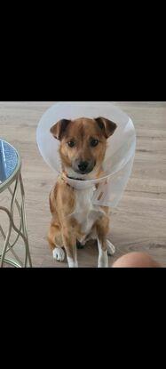 George a rescue terrier we fostered.