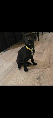 Hopper a rescue Lab we fostered 7weeks old