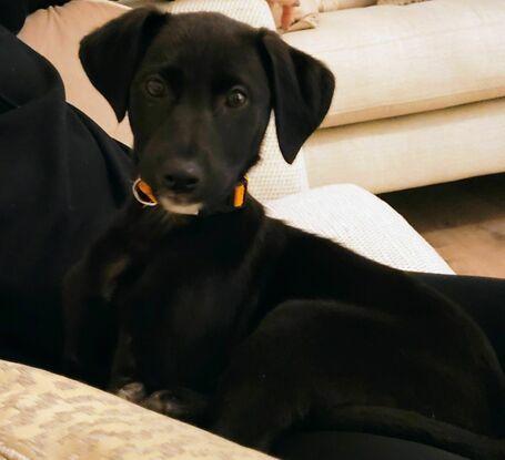 Joyce a rescue Lab we fostered 7 weeks old