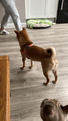 Nara, beautiful dog