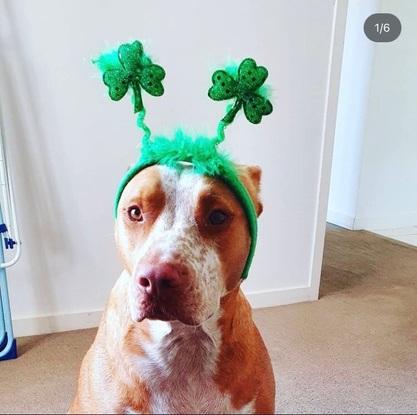 Clover (Family Dog)