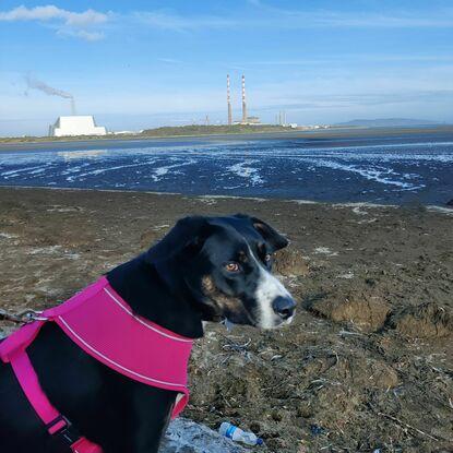 Sandymount walks