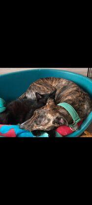 Millie and Bear