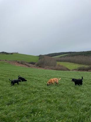 Rolli g fields and happy dogs