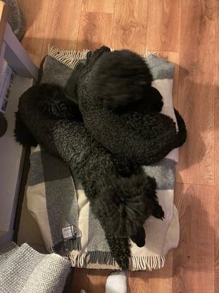 Cashmere blankets for the girls
