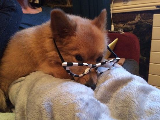 Some doggies we’ve minded over the years while my mother ran her business x