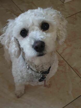 Myla