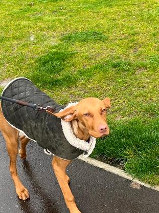 Dog Walking 🐾