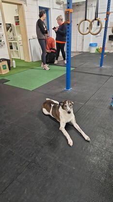 Gym buddy