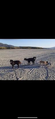 Walking my dogs and my sisters dogs
