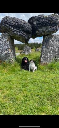 My dogs, Willow and Molly
