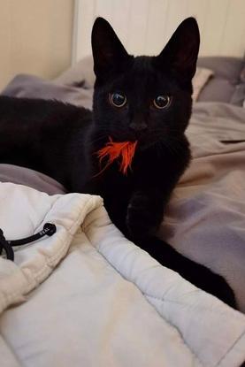 Benji being his kitty self