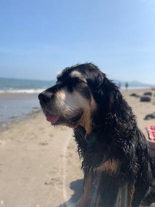 Luna enjoying herself at the beach
