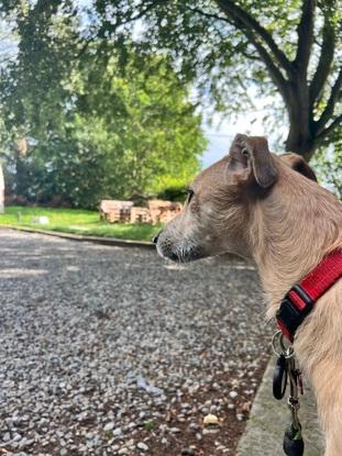 Rufus thinking of the squirrels he’s gonna chase