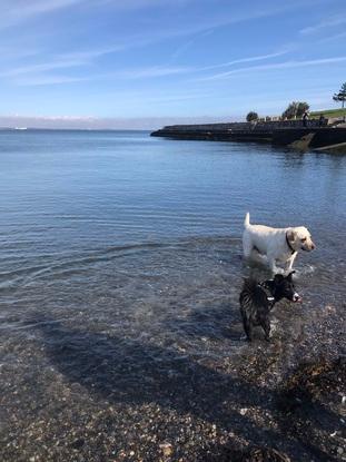 Millie & Beau in Dun Laoghaire