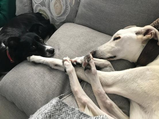 Millie & Archie