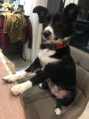 Millie sitting politely at th table