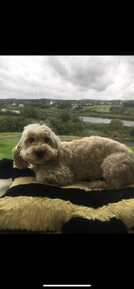 This is my own dog millie