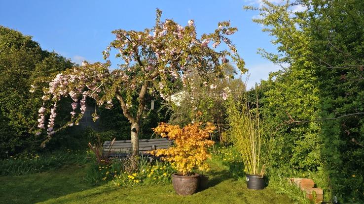 back garden