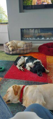 Snooze with our guest, Mollie