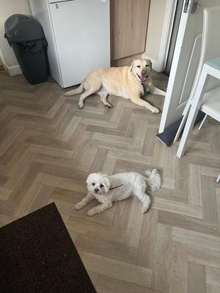 Beau and Belle helping with the dinner!