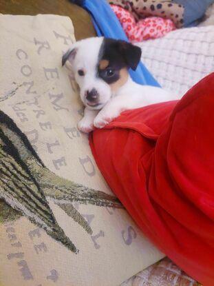 Pupsy I rescued him at 3days old