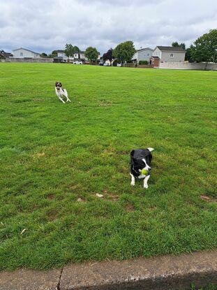 Fun on the green