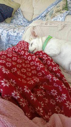 Bolt fast asleep