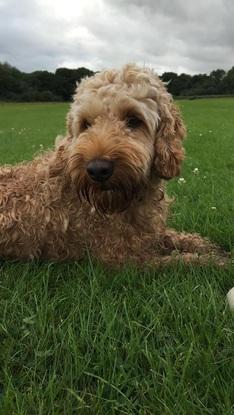 Murray relaxing after his walk!