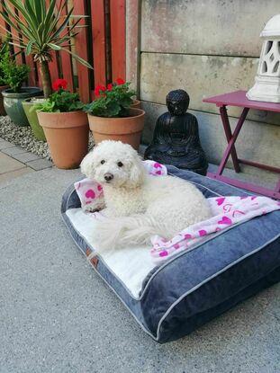Little Miss Bobbie