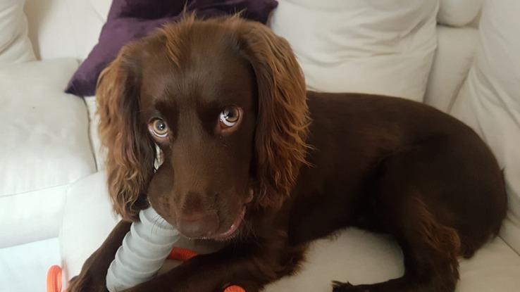 Milo