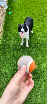 Bruno and his ball
