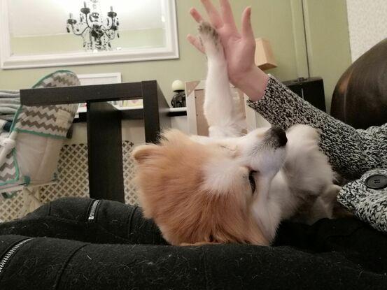 High five with Bambi