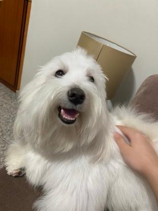 Romeo was a male adult and I pet sitted him for two weeks when parents were away