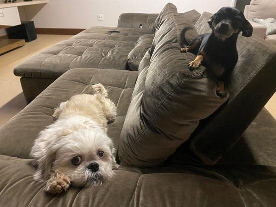 Ronco and Jolie on the couch, their favorite place!