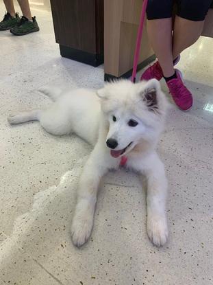 Lilly was only 10 months-old when I met her. I was her walker until last year when she was 3 and had babies!