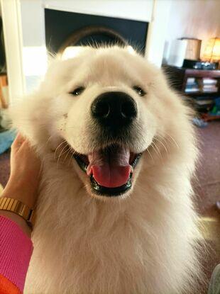 Mylo