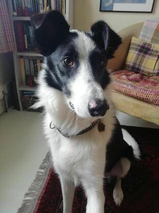 Jovi