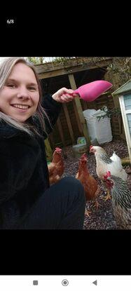 Time to feed the chickens