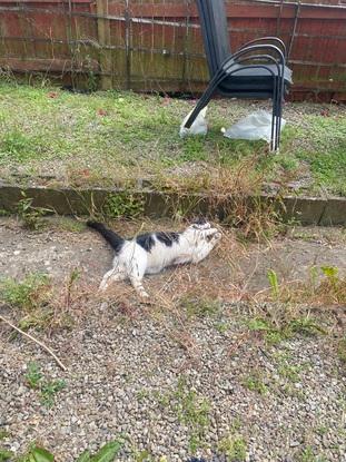 Our neighbour’s cat in the garden