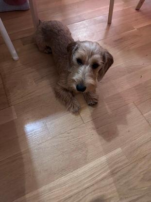 Theo - a dog I minded