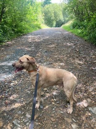 Sid on a walk in Kilruddery