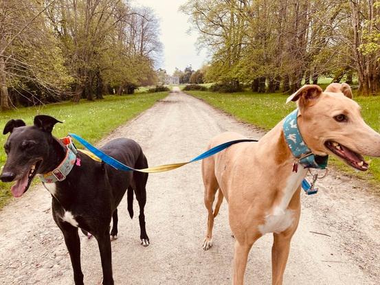 Niamh and Fianna on the farm road in Kilruddery